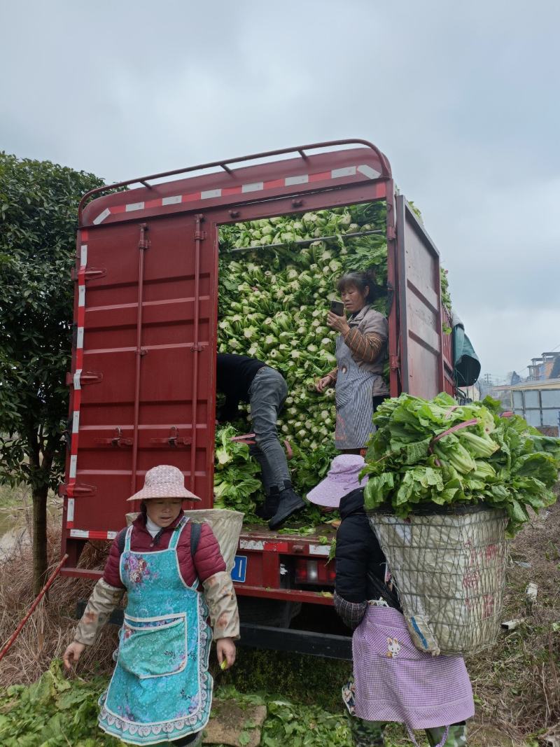 贵州优质青菜，介菜，一年四季都有，量大，价低。
