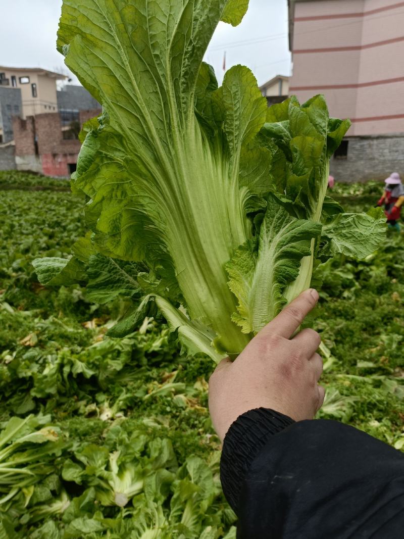 贵州优质青菜，介菜，一年四季都有，量大，价低。