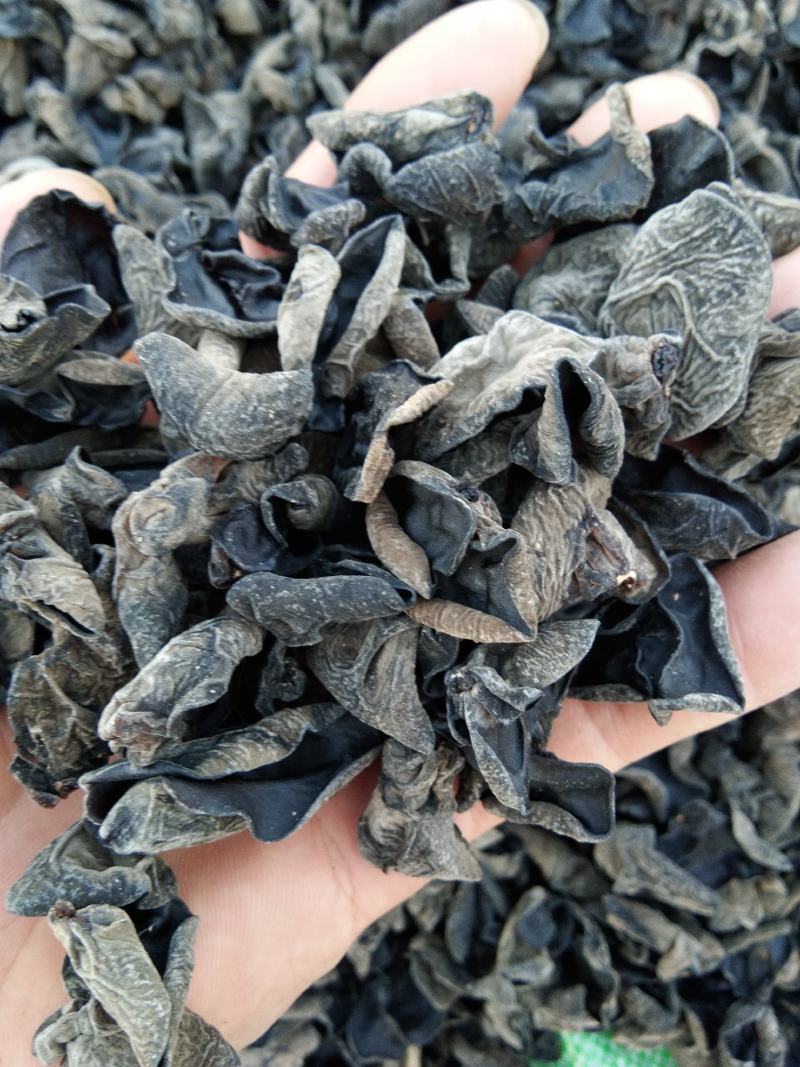 精品黑木耳秋木耳东北特产欢迎大家光临
