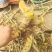 十大功劳三棵针茎杆2.2一斤