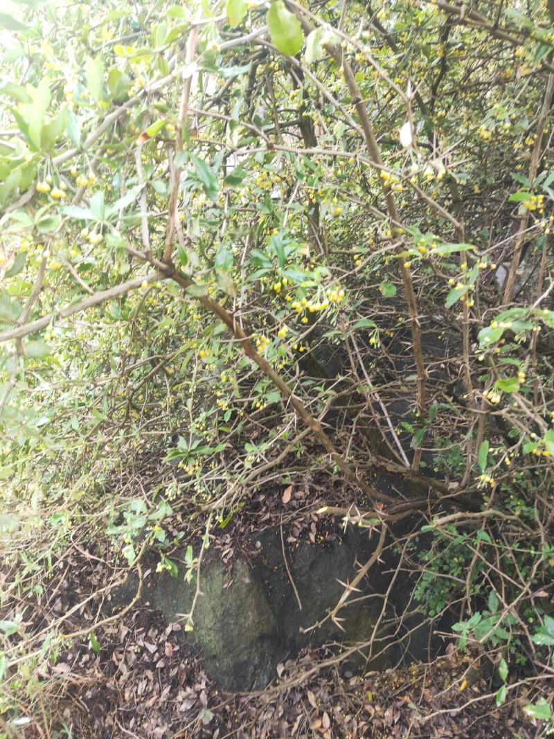 十大功劳三棵针茎杆2.2一斤