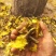 十大功劳三棵针茎杆2.2一斤