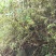 十大功劳三棵针茎杆2.2一斤
