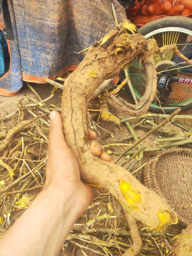十大功劳三棵针茎杆2.2一斤