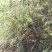 十大功劳三棵针茎杆2.2一斤