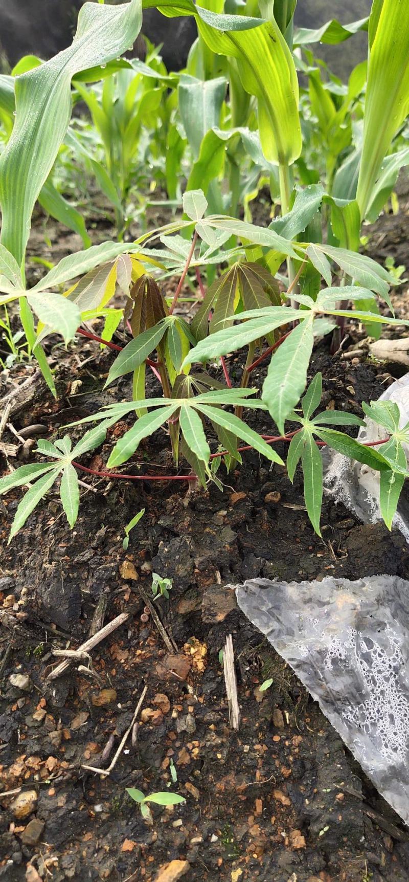 木薯苗红皮白肉木薯苗粉糯香甜木薯苗广东木薯