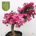 海棠花盆栽地栽耐寒四季开花带花苞盆景花卉树苗绿植物长寿冠