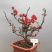 海棠花盆栽地栽耐寒四季开花带花苞盆景花卉树苗绿植物长寿冠