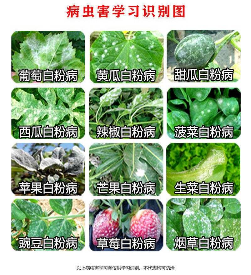 已唑醇乙嘧酚白粉病专用杀菌药磺酸酯草莓黄瓜葡萄辣椒杀菌剂