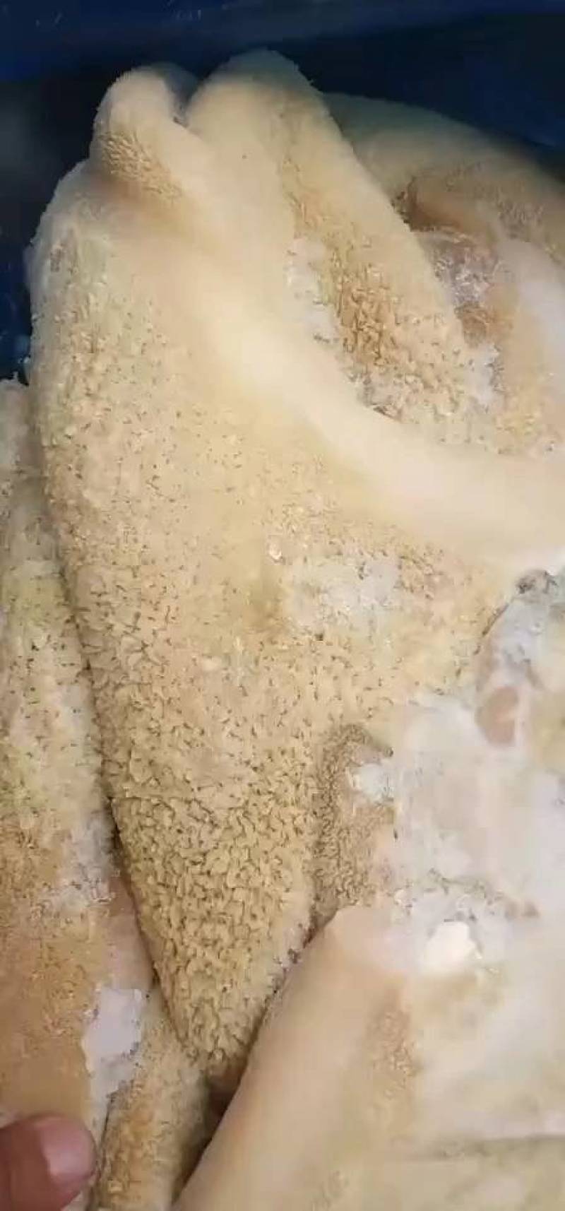 正宗正品国产黄牛清真牛肚水煮水腿厂家直销质量保证货真价实