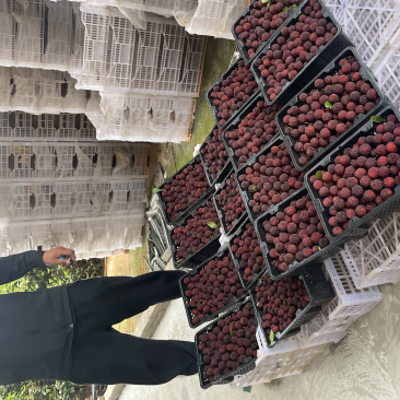 云南产地杨梅大量上市特早，普早，硬丝2代荸荠梅东魁中梅