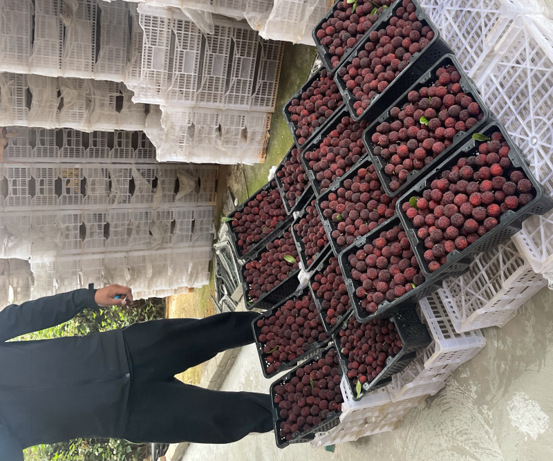云南产地杨梅大量上市特早，普早，硬丝2代荸荠梅东魁中梅