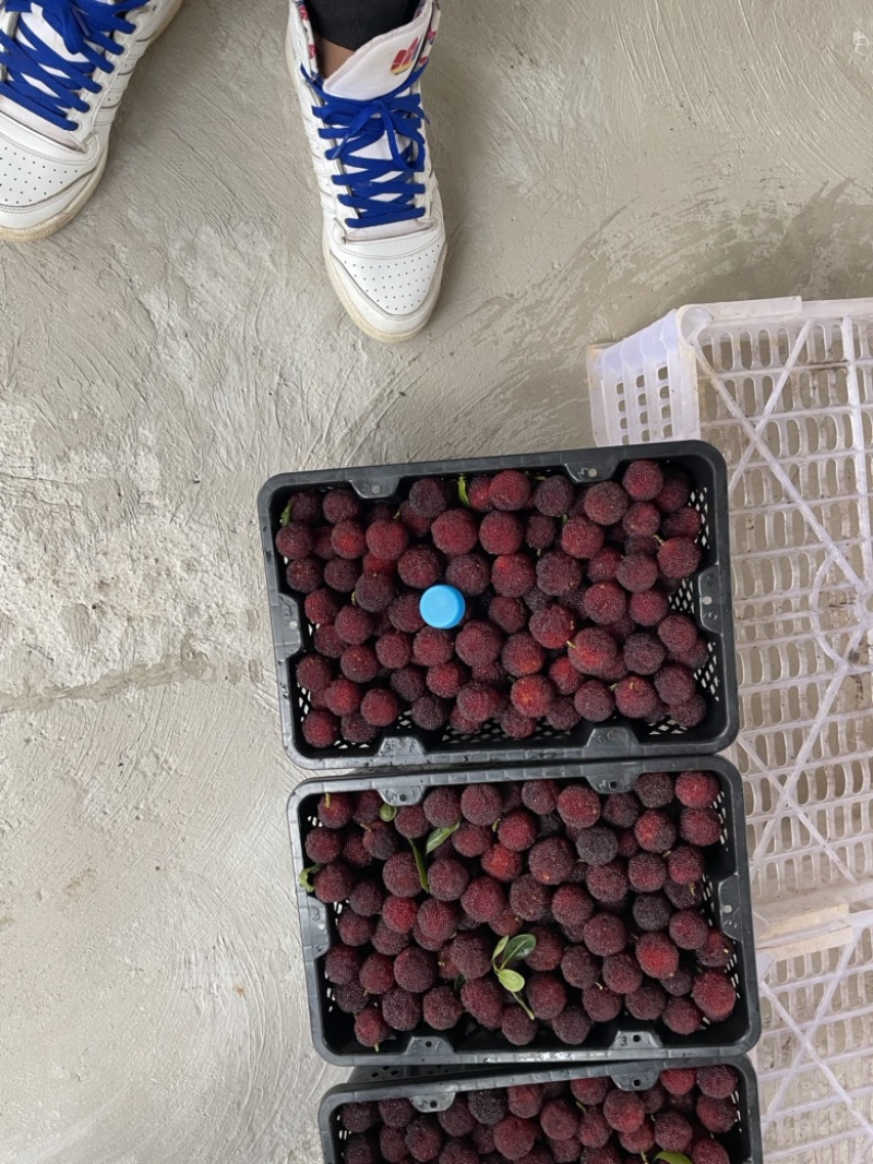 云南产地杨梅大量上市特早，普早，硬丝2代荸荠梅东魁中梅