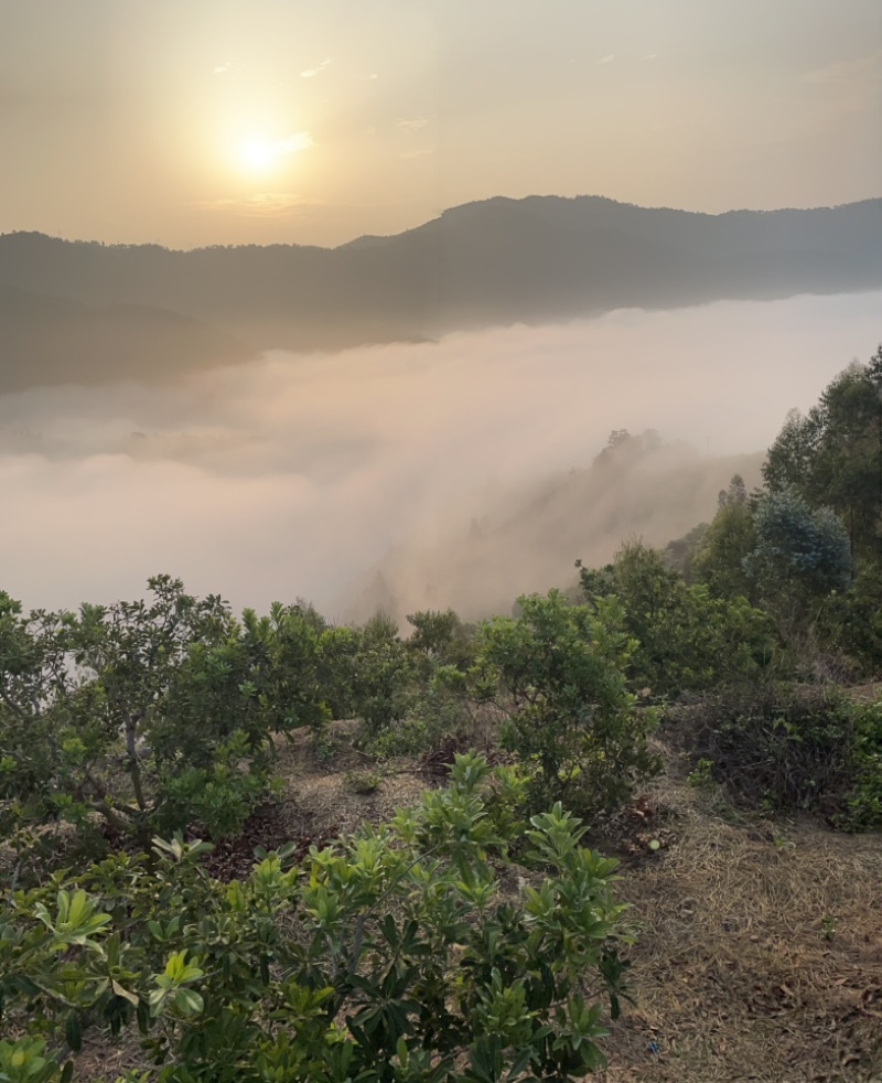 云南产地杨梅大量上市特早，普早，硬丝2代荸荠梅东魁中梅