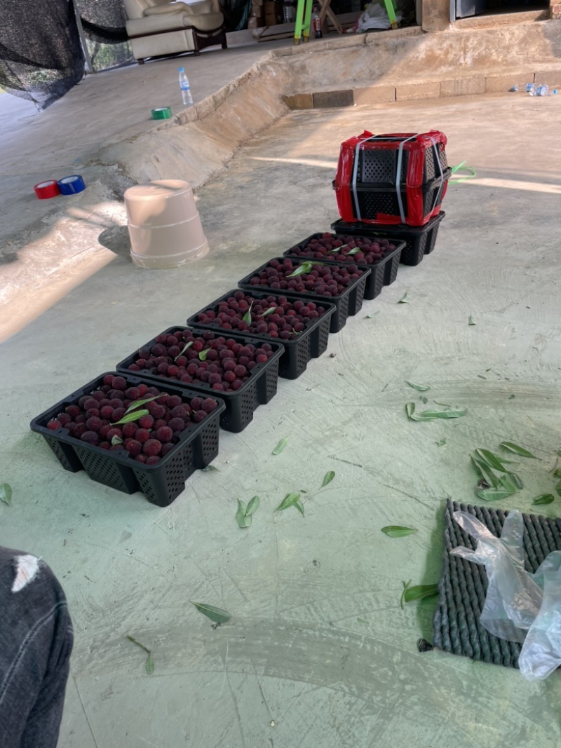 云南产地杨梅大量上市特早，普早，硬丝2代荸荠梅东魁中梅