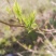 恩施富硒藤茶龙须嫩芽厂家批发直销
