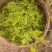 恩施富硒藤茶龙须嫩芽厂家批发直销