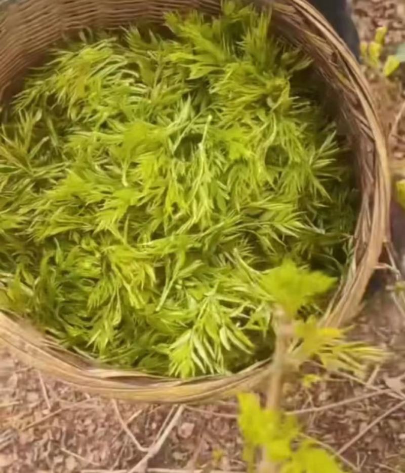 恩施富硒藤茶龙须嫩芽厂家批发直销