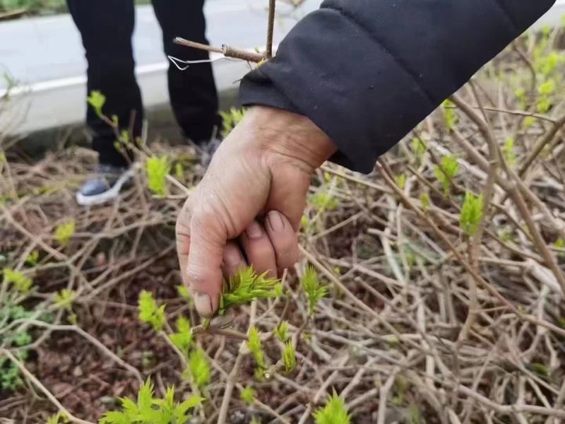 恩施富硒藤茶龙须嫩芽厂家批发直销