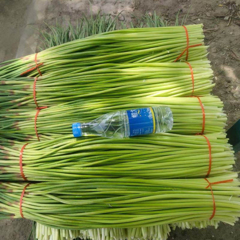 商丘精品红帽蒜薹基地直供代发全国质量保证诚信经营