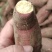 济薯26号山东临沂红薯板栗薯一件代发红薯批发装车零担物流