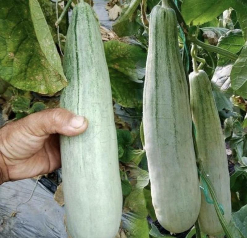 山东维坊精品甜瓜羊角蜜大量上市一手货源欢迎各老板联系