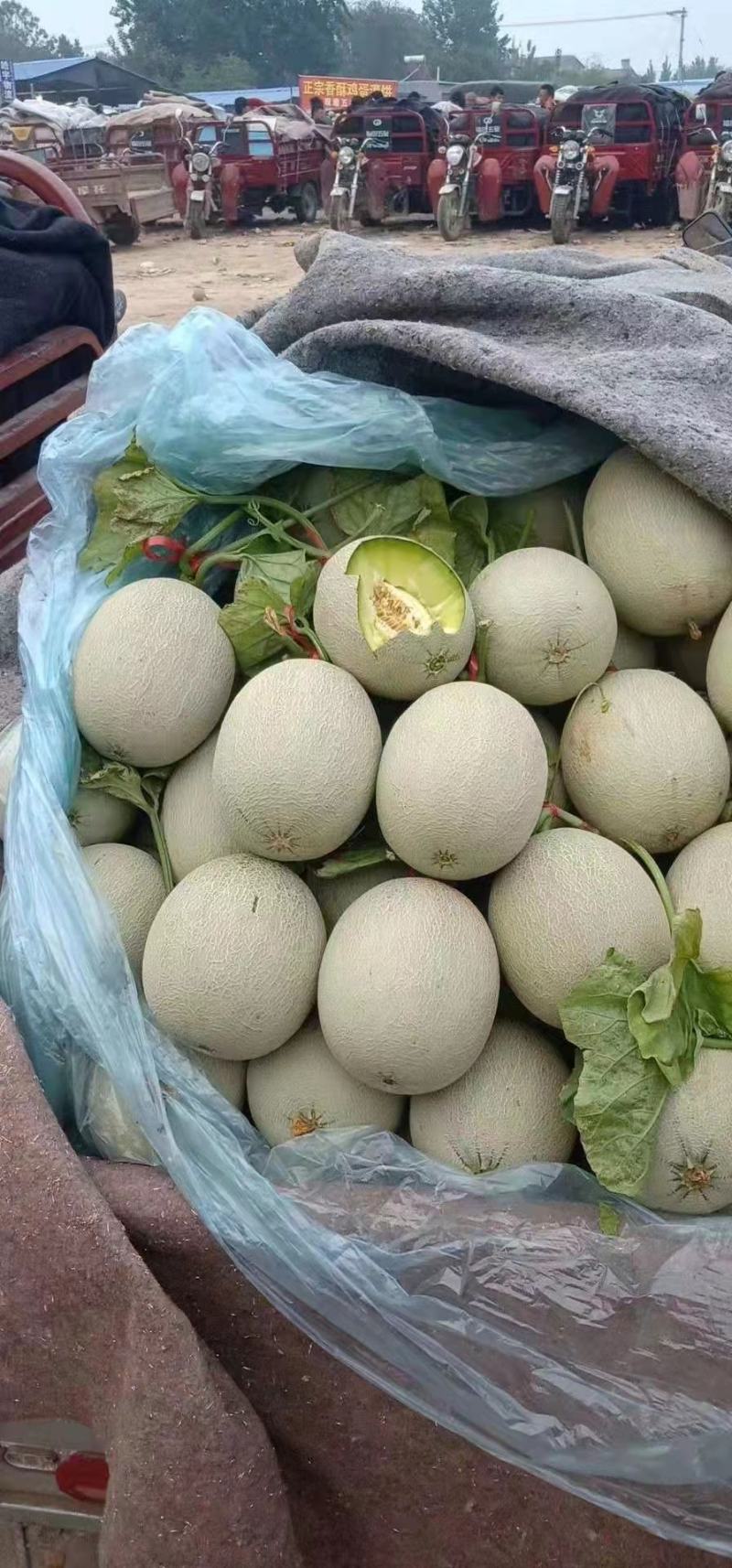 精品网纹密瓜玫珑鲁厚甜大量上市软糯香甜一手货源