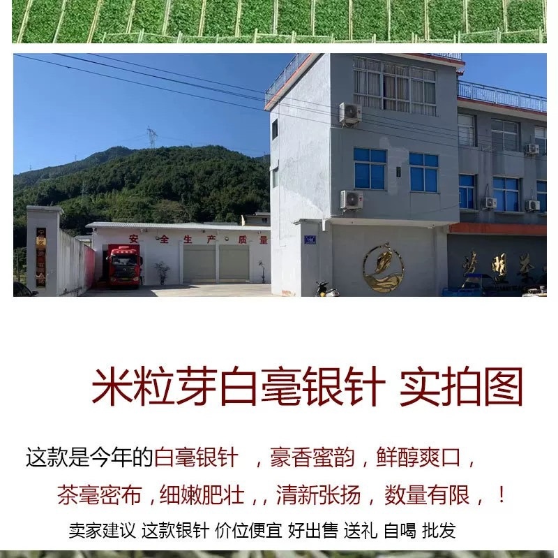 白毫银针老银针米芽回味浓郁清甜非常不错的一款银针