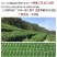 白毫银针老银针米芽回味浓郁清甜非常不错的一款银针