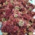 山东香椿芽红油香椿芽欢迎采购，优质品质。大量上市。。。。