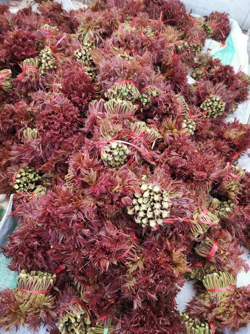 山东香椿芽红油香椿芽欢迎采购，优质品质。大量上市。。。。