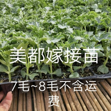 美都嫁接苗,美佳二号,美都抗病抗裂大红肉保正正宗品种真好