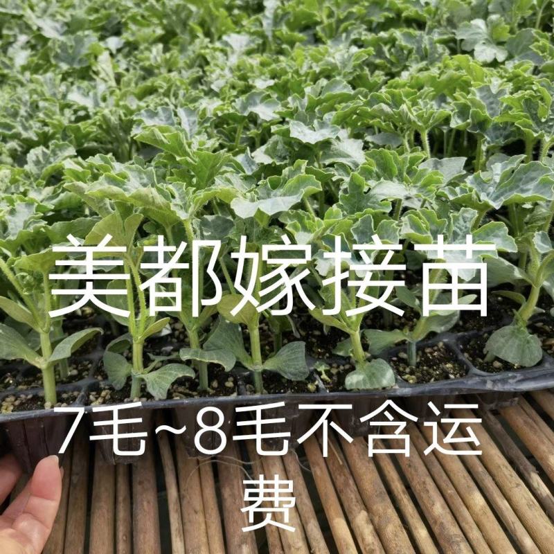 美都嫁接苗，美佳二号，美都抗病抗裂大红肉保正正宗品种真好