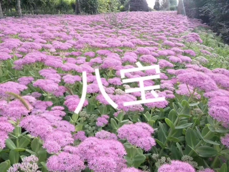 八宝景天自产自销