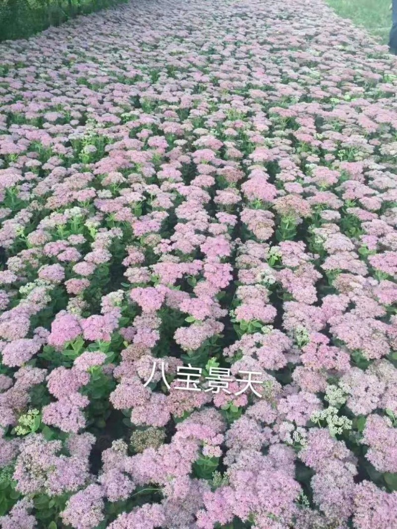 八宝景天自产自销