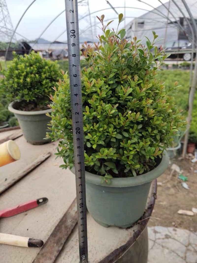 小叶赤楠盆栽植物室内茶桌办公室阳台桌面迷你盆景招财好养活