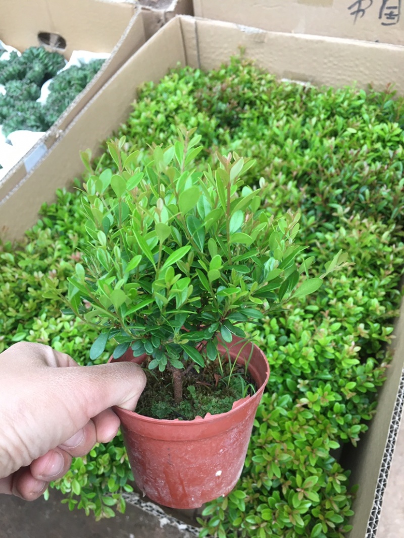 小叶赤楠盆栽植物室内茶桌办公室阳台桌面迷你盆景招财好养活