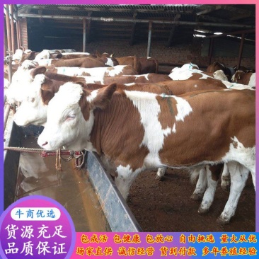 鲁西黄牛改良杂交肉牛犊西门塔尔三代四代改良肉牛犊出售中