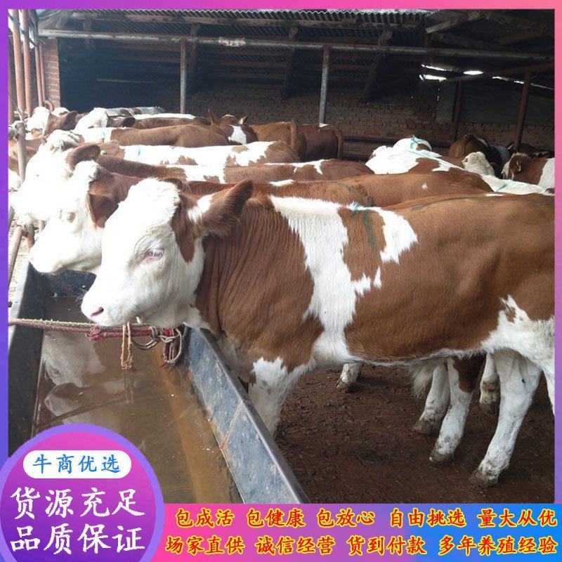 鲁西黄牛改良杂交肉牛犊西门塔尔三代四代改良肉牛犊出售中