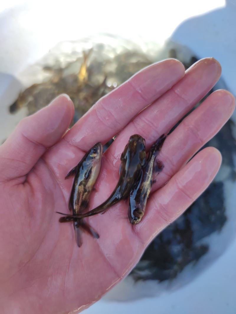 黄骨鱼苗黄颡鱼苗黄辣丁杂交黄骨鱼苗水花批发