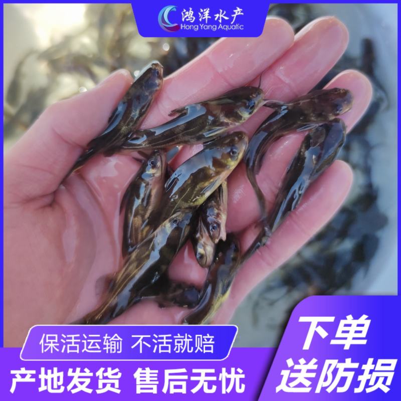 黄骨鱼苗黄颡鱼苗黄辣丁杂交黄骨鱼苗水花批发