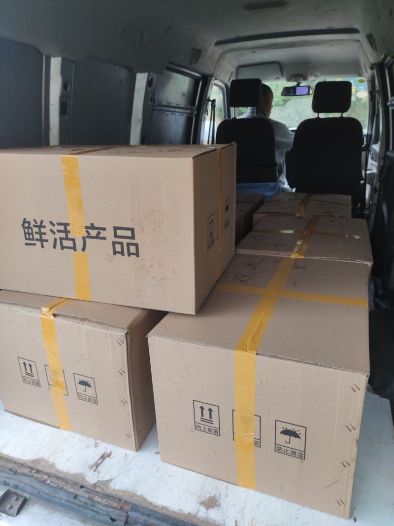 黄骨鱼苗黄颡鱼苗黄辣丁杂交黄骨鱼苗水花批发