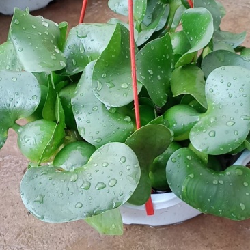 水胡芦