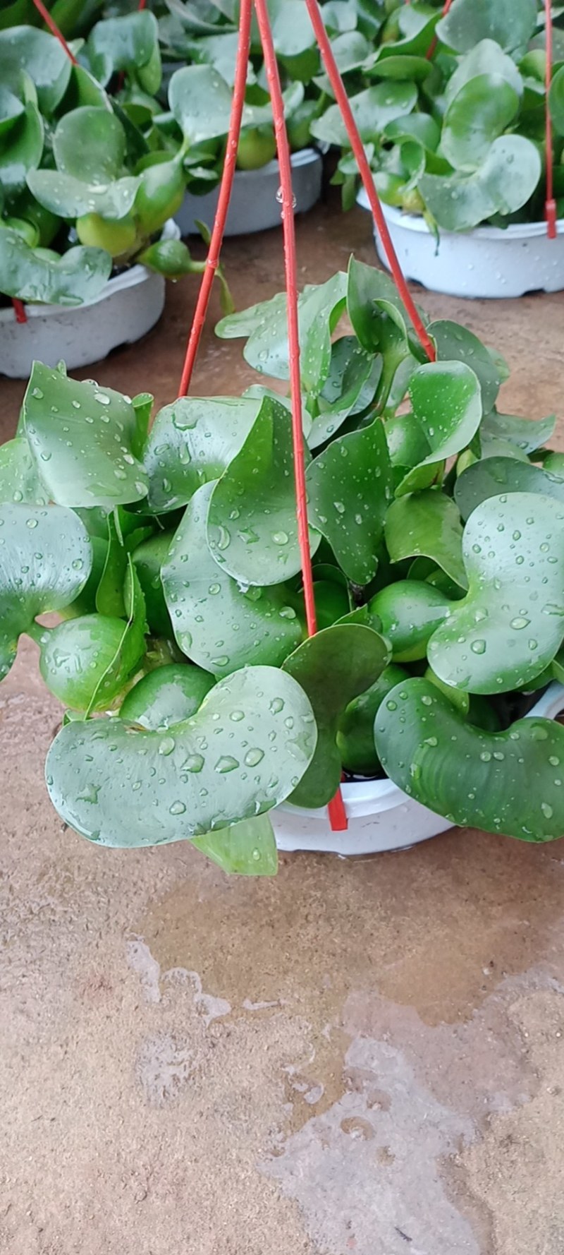 水胡芦