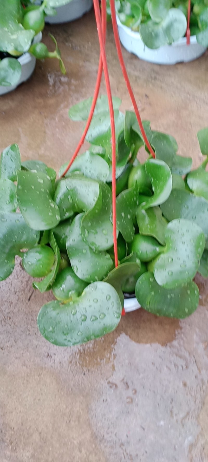 水胡芦
