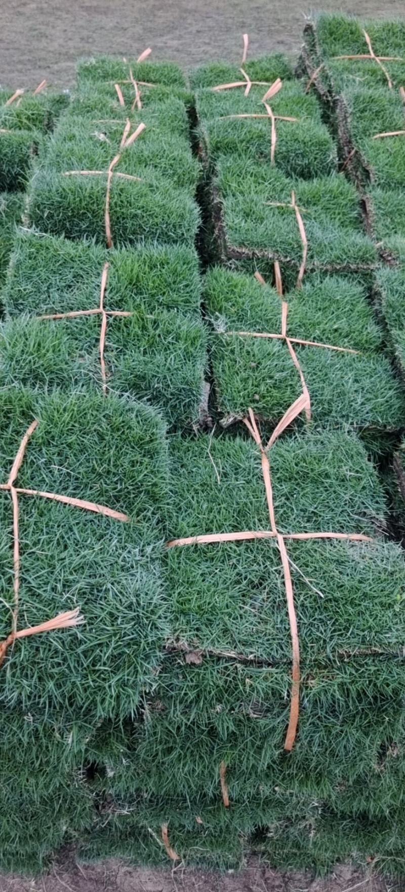 绿化草坪、草皮，草卷基地直销（真草皮带泥）