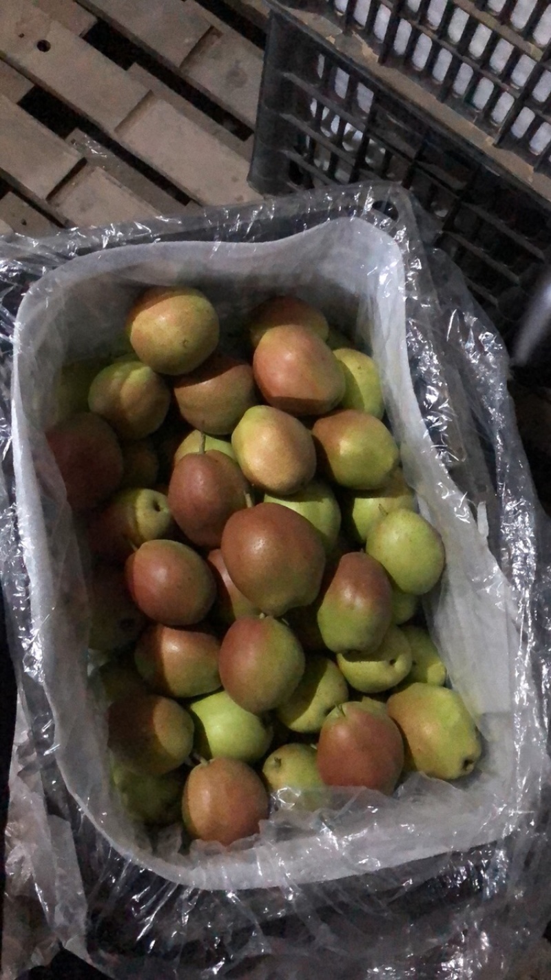 精加工红香酥货源充足