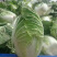 白菜，黄心白菜