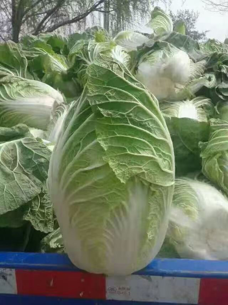白菜，黄心白菜