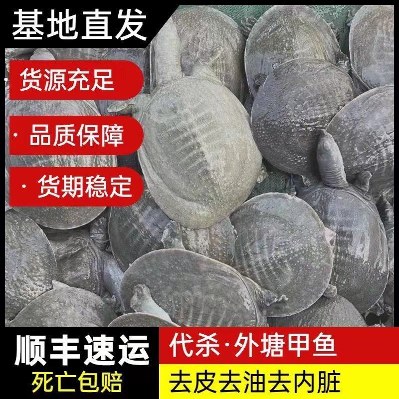 网红麻辣甲鱼半斤到一斤规格，量大从优，养殖基地直发